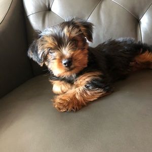 Meet your Posher, Claudia